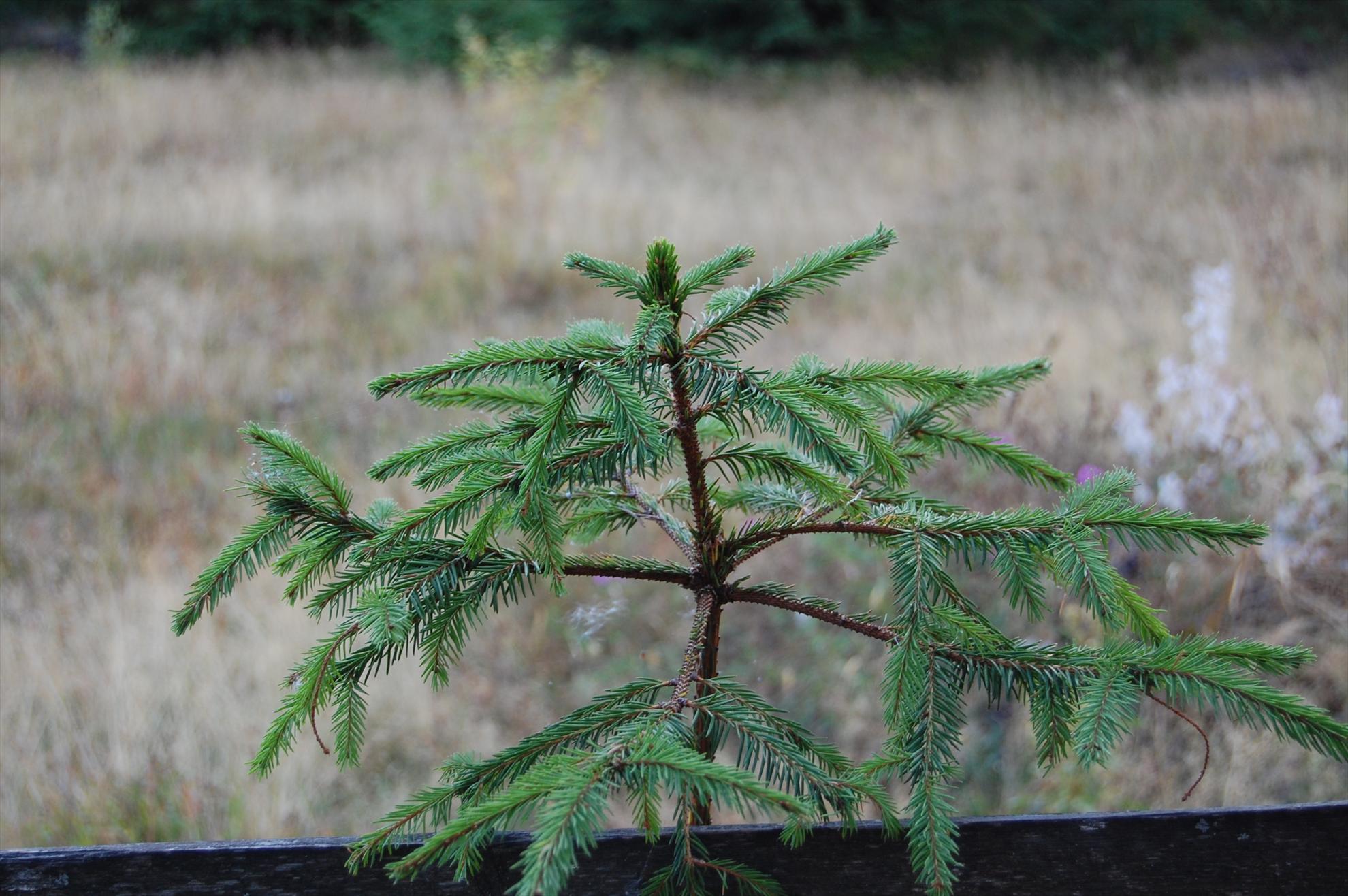 My new passion...2 - dsc007111.JPG